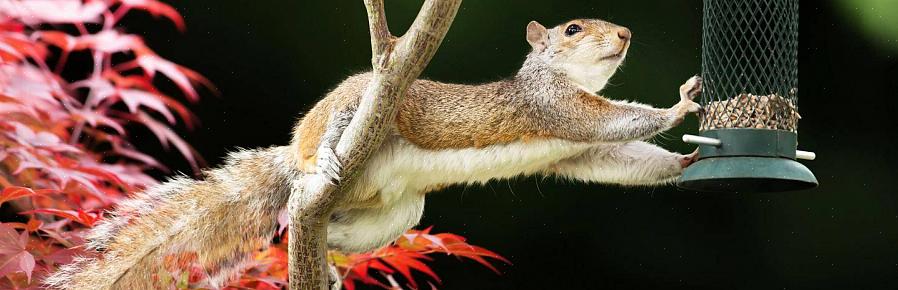 Egern er en naturlig del af miljøet