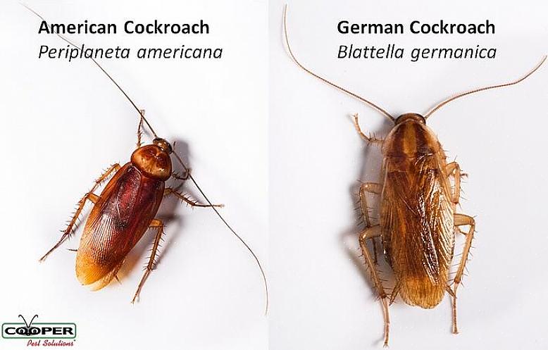 Den tyske kakerlak er den mindste af de almindelige kakerlakker