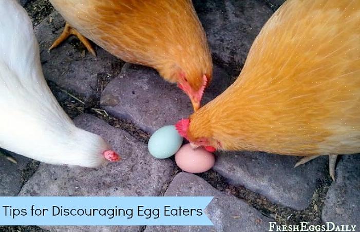 Hvad der kræves for at stoppe dine høner i at spise æg
