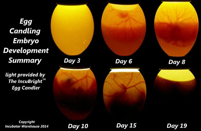 "Candling" af et æg er processen med at holde et lys eller et lys i nærheden af ægget for at se det indre