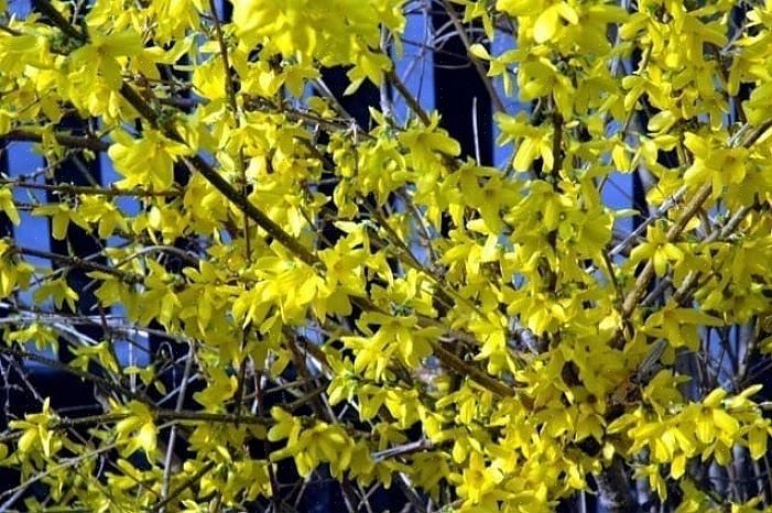 Hvornår man skal beskære blomstrende buske