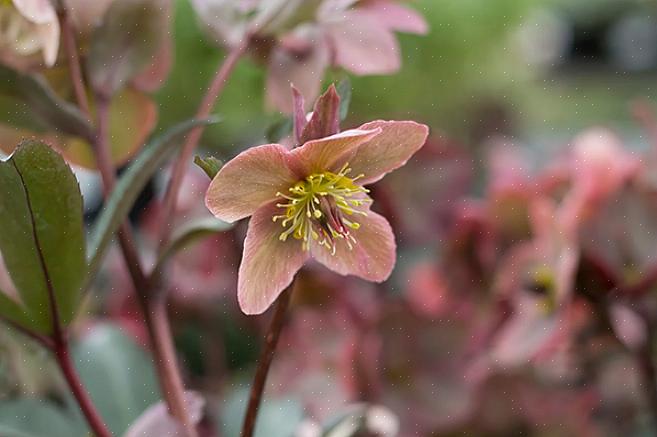 Forårsblomster kommer sammen