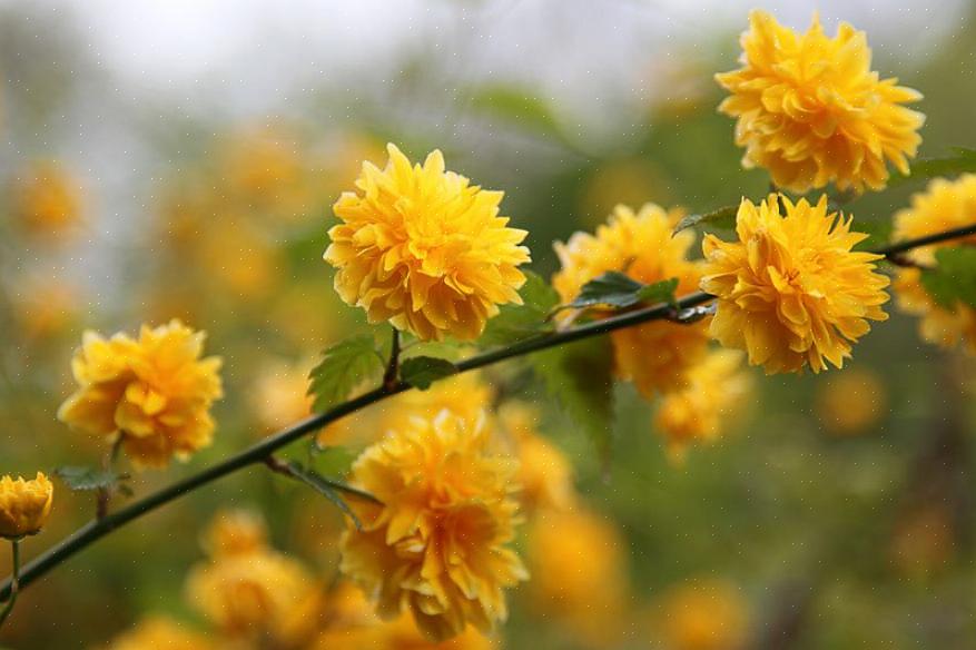 Japansk rose (Kerria japonica) er en løvfældende blomstrende busk