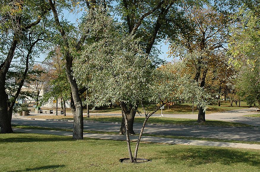 Sølvbøflingen (Shepherdia argentea) er en robust busk