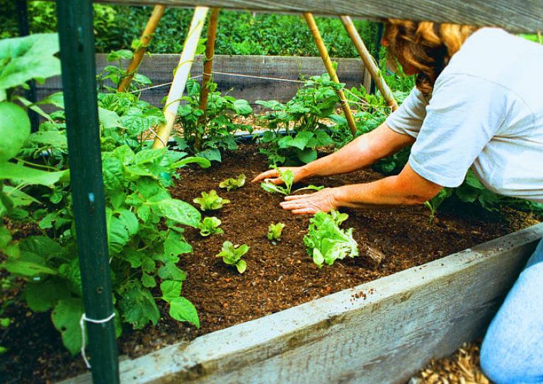 Er en måde at udvide din høst ved forskudt plantning af afgrøder eller plantning af sorter med forskudte