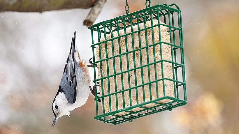 Suet er en populær mad for mange baghavsfugle