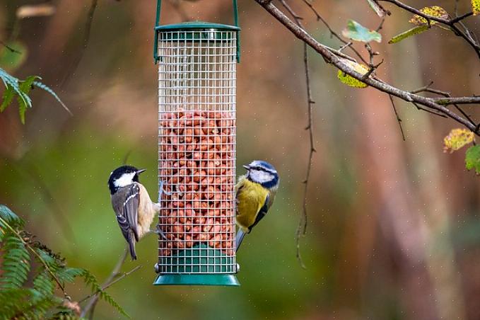 Tiltrækning af fugle tilskynder dem til at drage fordel af denne naturlige fødekilde