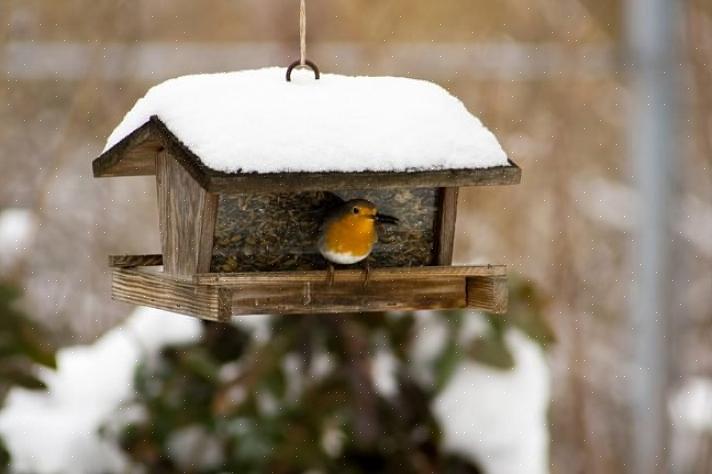 Fly-through platform feeders er særligt gode designs til vinterfodring af fugle