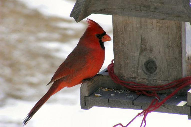 Give fugle sikkerhed for at vende tilbage til fodringerne hele vinteren