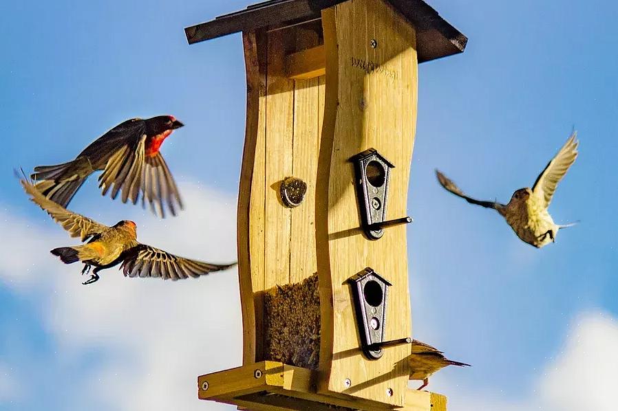 Åbne foderautomater med bakker eller siddepinde tiltrækker et anstændigt udvalg af fugle