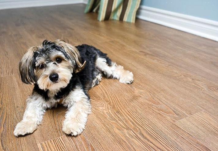 Tæpper er for eksempel et vanskeligt gulvmateriale til hjem med mange kæledyr