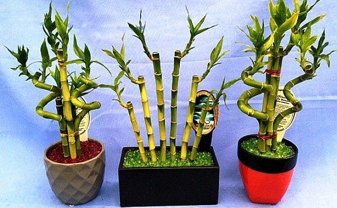 De fleste heldige bambusarrangementer indeholder bambusstilke