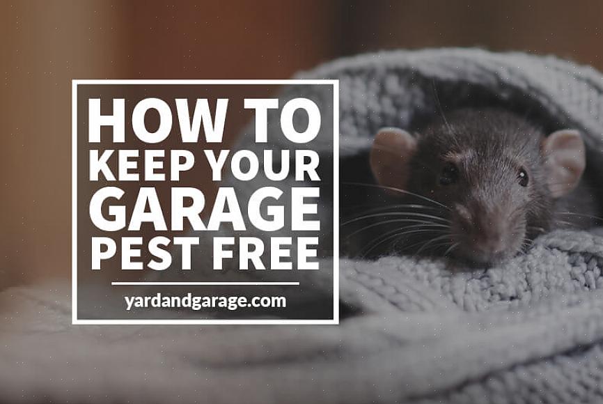 Hvis din garage udvikler et kakerlakproblem
