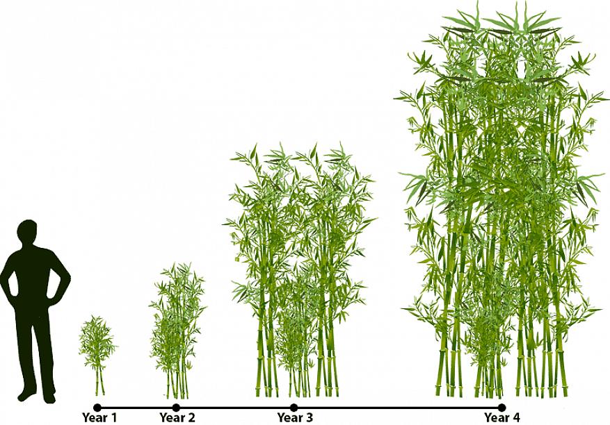 Selvom du ikke planlægger at dyrke bambusplanter