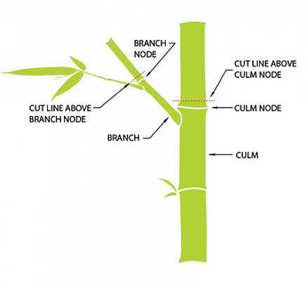 Fargesias er blandt de mest koldharde bambusplanter