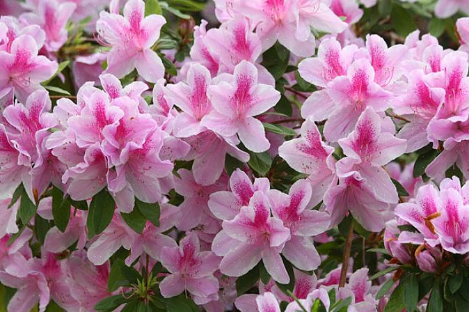 Alle azaleaer tilhører Rhododendron-slægten