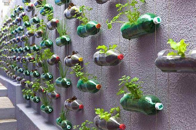 Forvandlede en plastsæbeflaske til en smuk planter