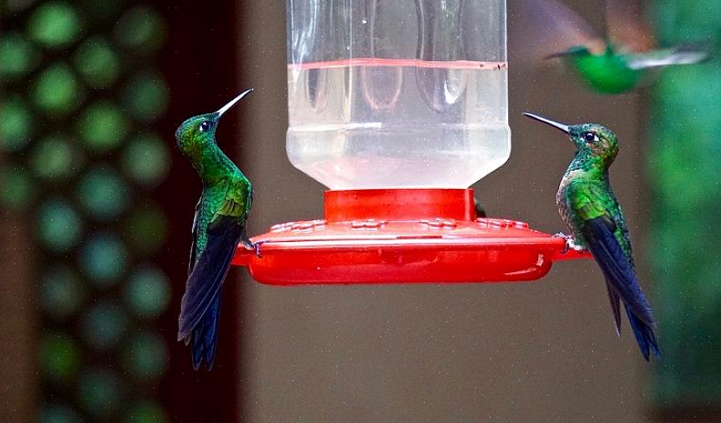 Så selvom større fugle overvinder kolibriefoderere