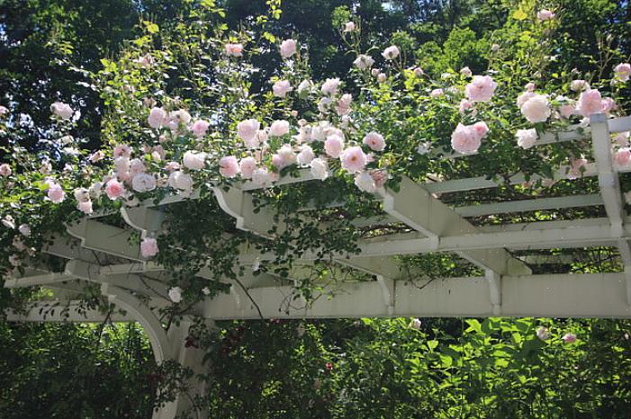 Ud over at give skygge understreger vinstokke formen på en pergola eller arbor