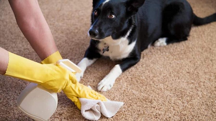 Sådan fjernes kæledyrspletter fra tæppe
