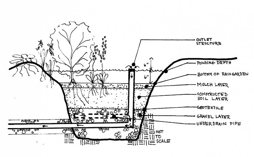 I stedet for vandhungrige planter er de ideelle planter til regnhaver indfødte planter