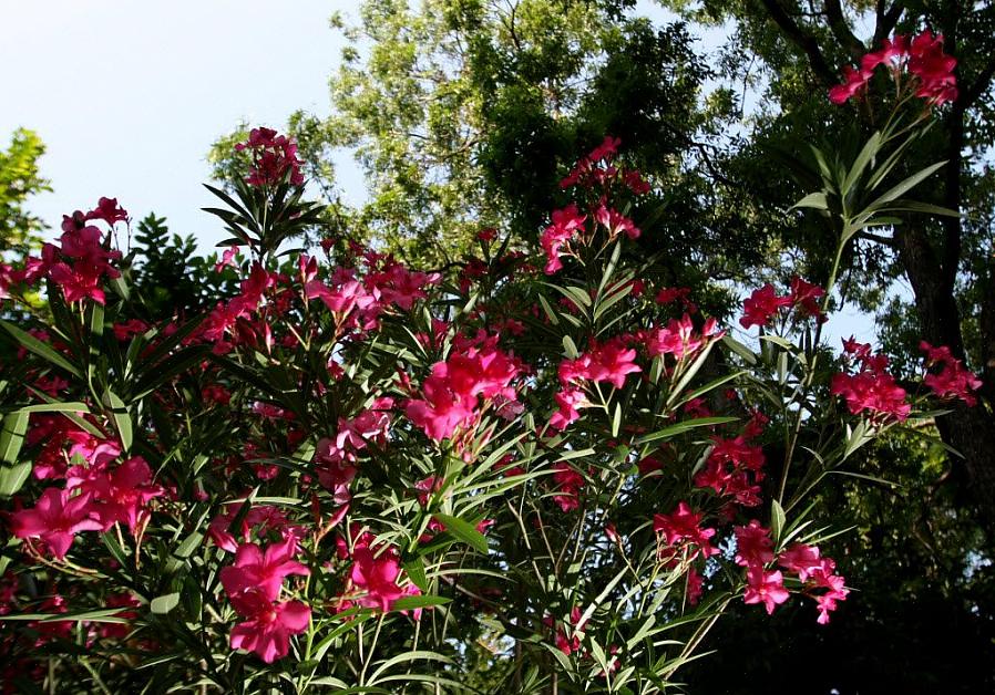 Oleander (Nerium oleander) er en duftende blomstrende stedsegrøn busk eller et lille træ