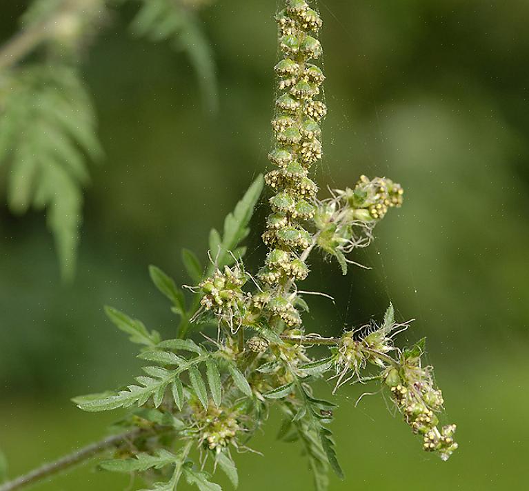 Ragweed er en plante