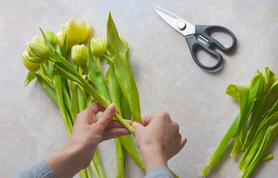 Selv hvis du ikke dyrker dine egne tulipaner