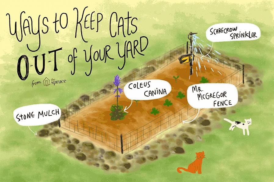Katte kan afskrækkes fra at grave i dine havesenge eller pussyfooting omkring din ejendom ved at bruge