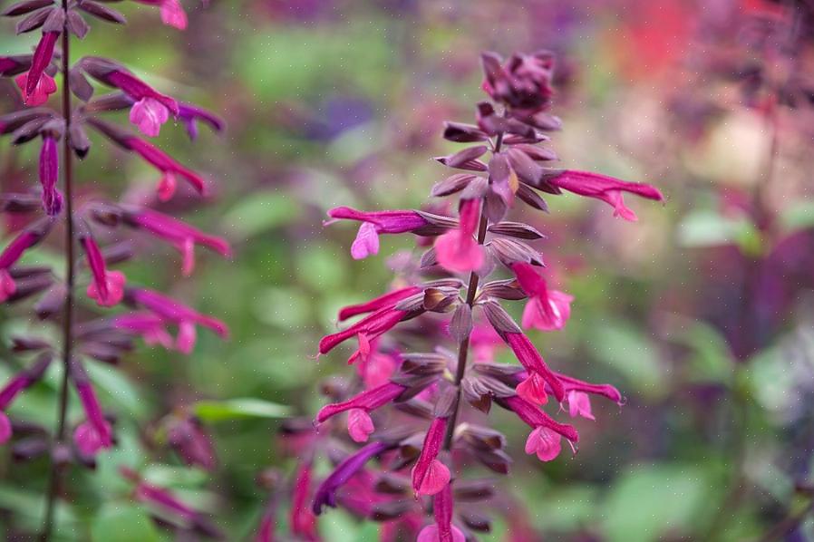 Blue Hill salvia blomster blev annonceret som et svar på opfordringen til flere "ægte blå" blomster