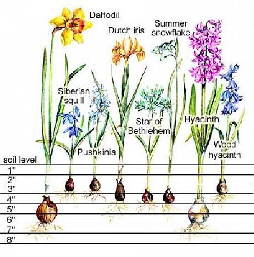 Forårsløg kaldes så fordi de blomstrer om foråret