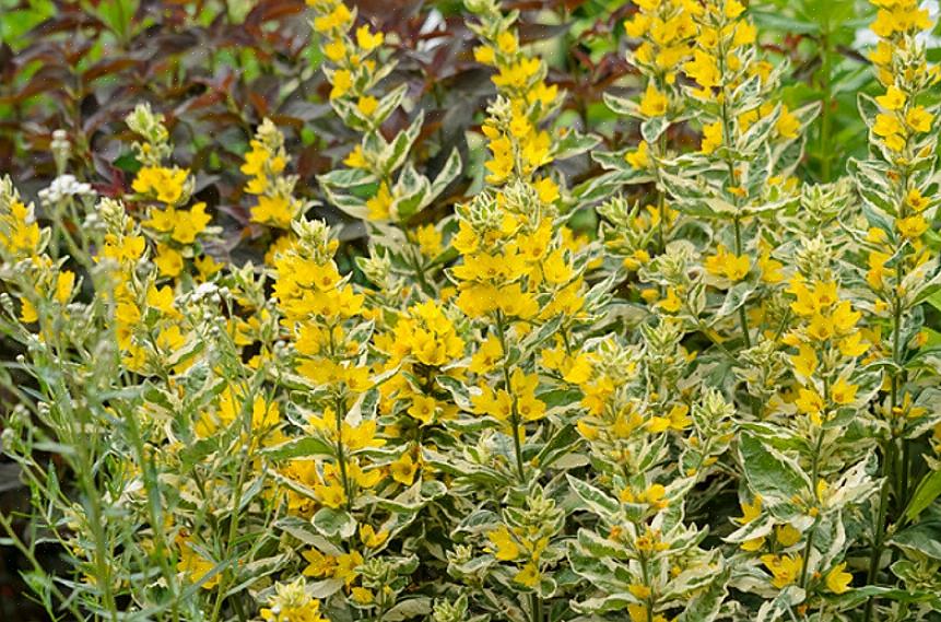 At brogede Lysimachia er på sit mest smukke om foråret