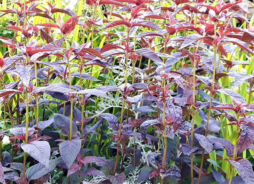 Lilla-blad løstestrife (Lysimachia ciliata 'Purpurea') er almindelige aggressive planter