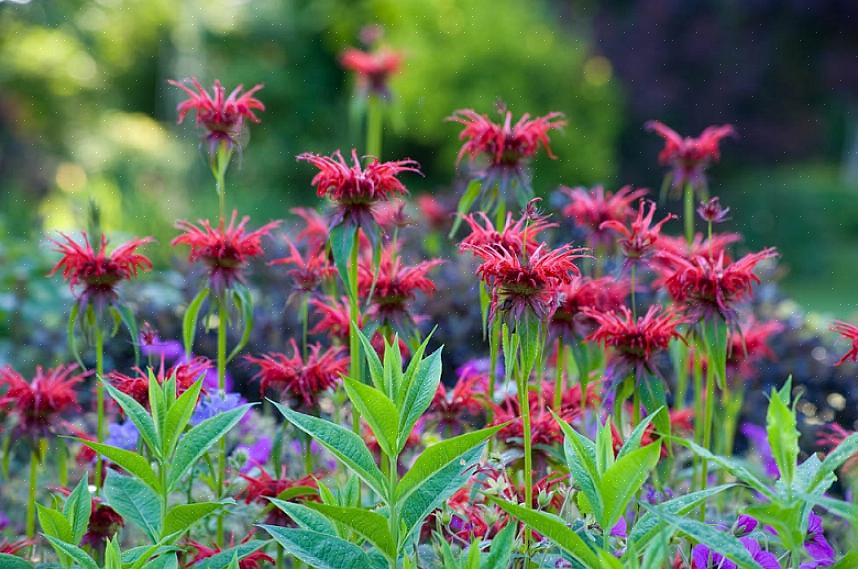 Prisen for deres lyse skarlagenrøde blomster er røde bi-balsamplanter urteagtige stauder