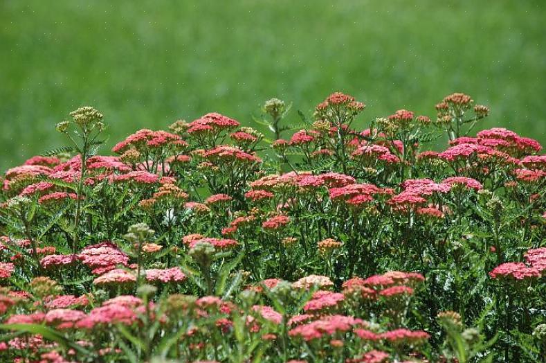 Men de tåler lerjord bedre end mange planter