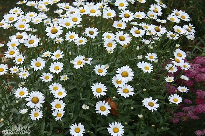 Brug Becky shasta daisy blomster i flerårige blomsterkanter