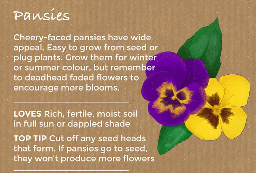 Saml de brune frøbælg i slutningen af sæsonen for at plante i din have det næste år