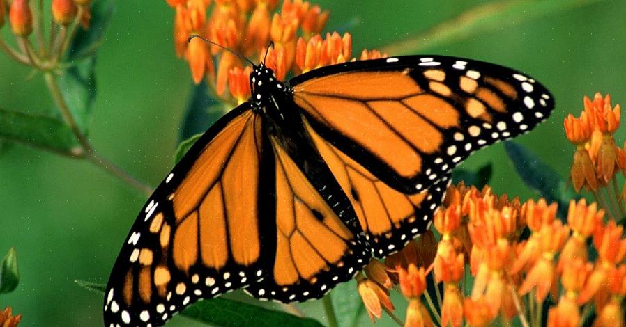 Butterfly ukrudt er også en meget attraktiv landskabsarkitektur plante i sig selv