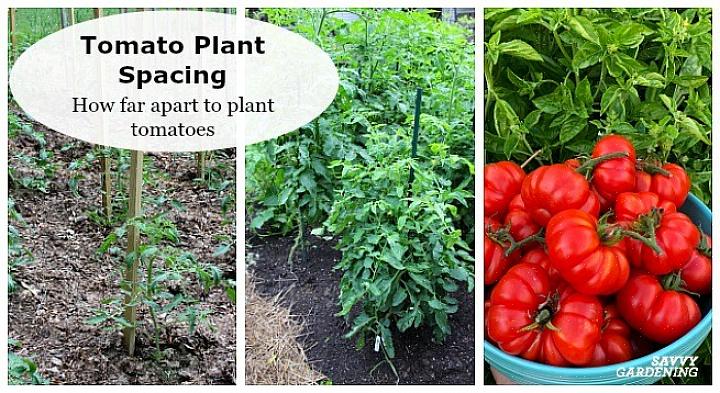 Den mest basale måde at plante tomatplanten på er at grave et hul dybt nok til