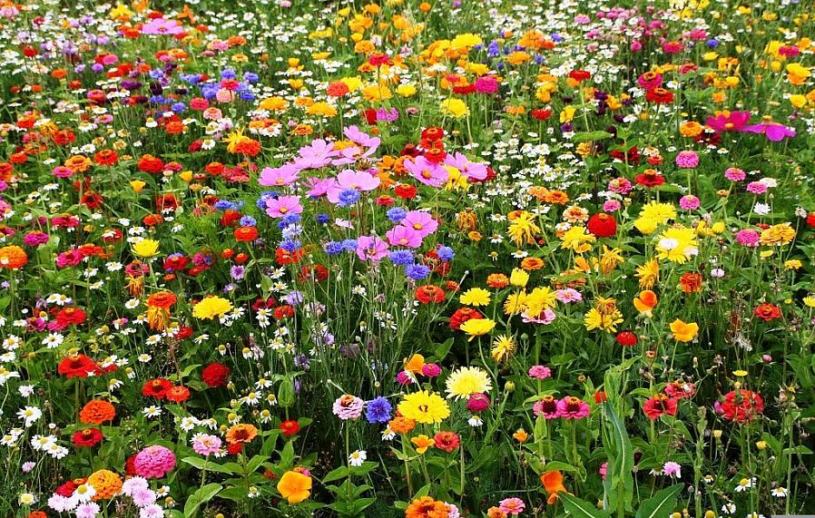 Wildflower haver betragtes som et billigt alternativ til havearbejde med høj vedligeholdelse