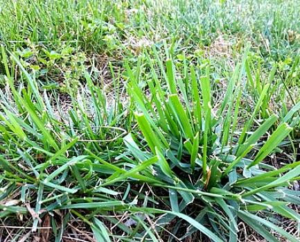 For med succes at dræbe crabgrass med præ-emergent herbicider er timing vigtig