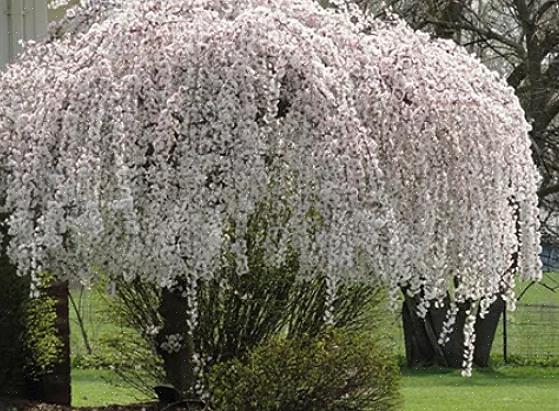 Grædende kirsebærtræer (Prunus spp.) Skal medtages i enhver liste over de bedste kaskadeprøver