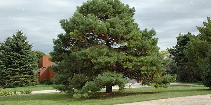 Plante taksonomi tildeler dette japanske dværg fyrretræ slægten