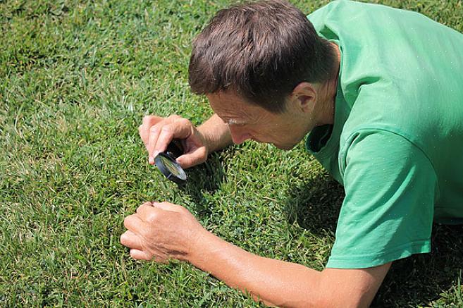 Lyserød sne skimmel (undertiden benævnt Fusarium patch)