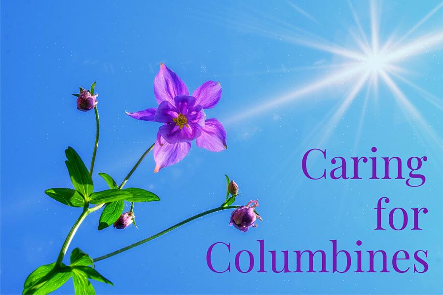 Columbine planter (Aquilegia) har et luftigt udseende med små