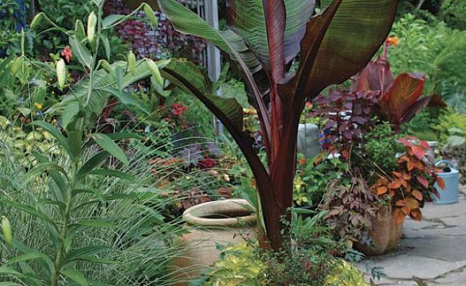 At bringe tropiske planter indendørs