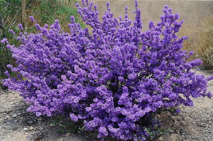 Purple Queen er et eksempel på en type med lilla blomster