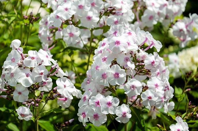 I modsætning til sin jordfavnende relative Phlox subulata kaldes Phlox paniculata eller "haven phlox"