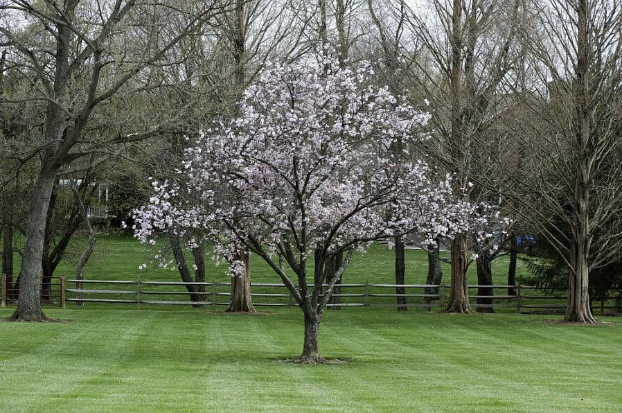 Metoderne til beskæring af magnolia varierer lidt afhængigt af om dit træ er en stedsegrøn eller løvfældende