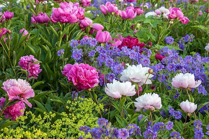 Hvid banebær producerer små hvide blomster om foråret efterfulgt af usædvanlige hvide bær på røde stilke